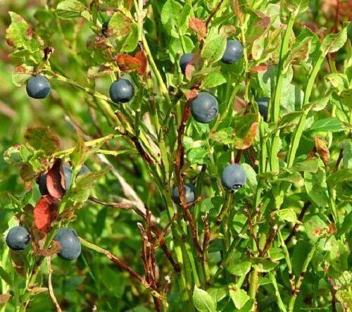 20 Common Bilberry Seeds - Seed World