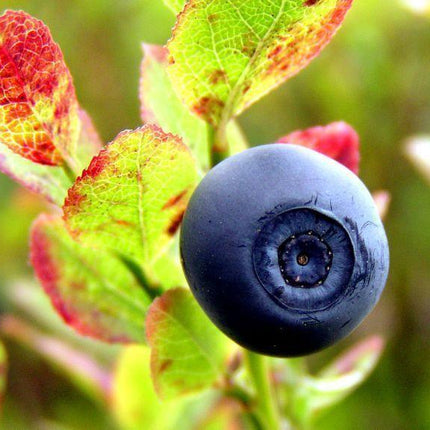 20 Common Bilberry Seeds - Seed World