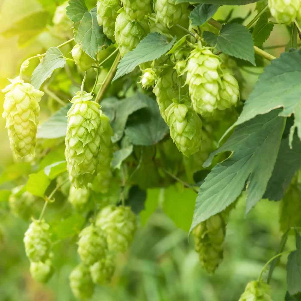 20 Common Hops Seeds - Seed World
