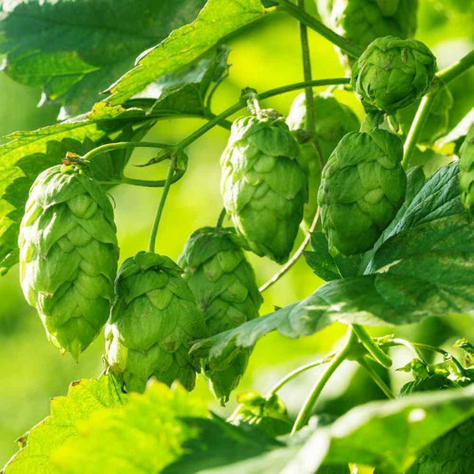 20 Common Hops Seeds - Seed World