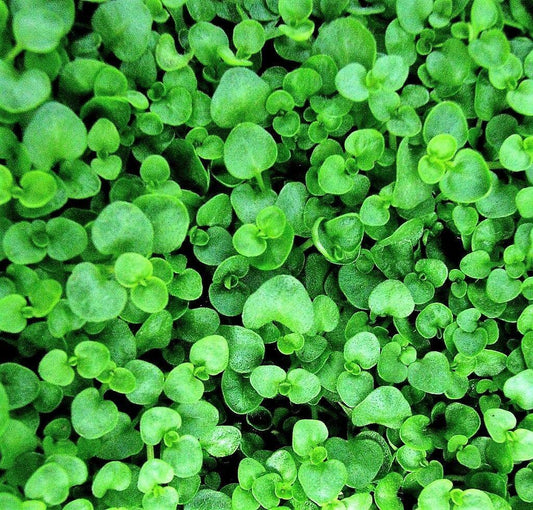 20 Corsican Mint Seeds - Seed World