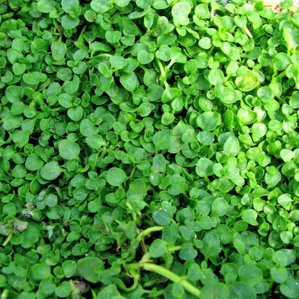 20 Corsican Mint Seeds - Seed World