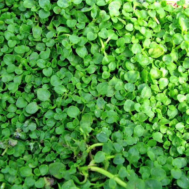 20 Corsican Mint Seeds - Seed World