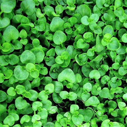 20 Corsican Mint Seeds - Seed World