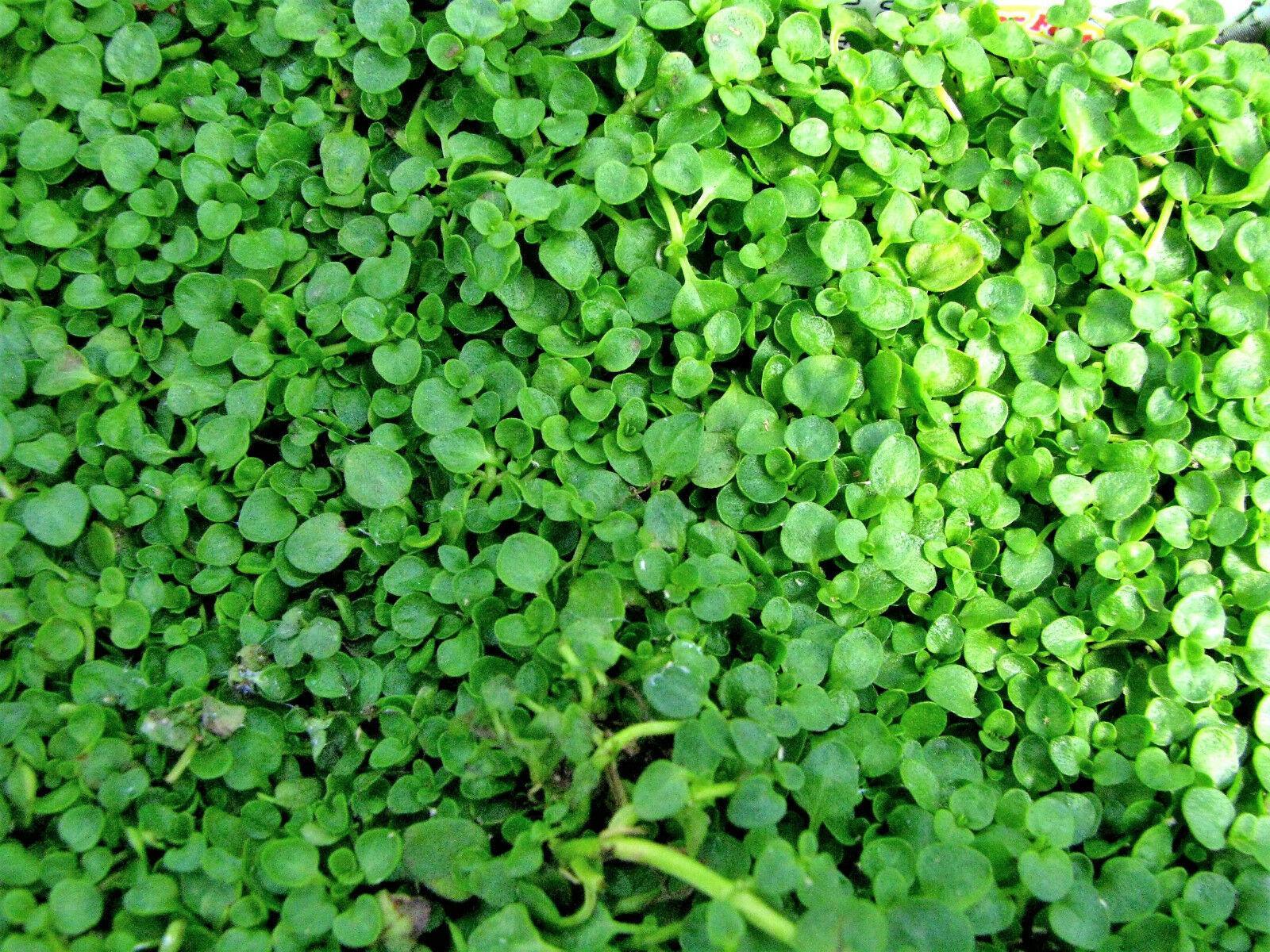 20 Corsican Mint Seeds - Seed World