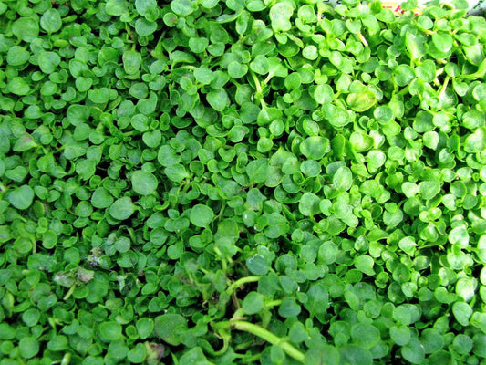20 Corsican Mint Seeds - Seed World