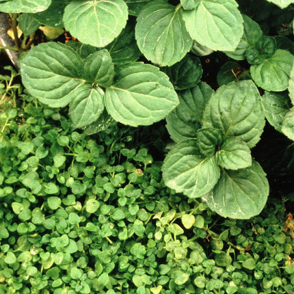 20 Corsican Mint Seeds - Seed World