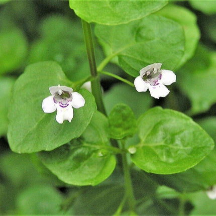 20 Corsican Mint Seeds - Seed World