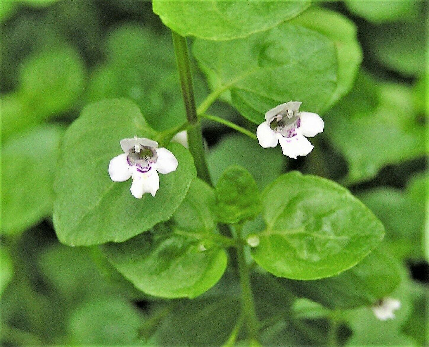 20 Corsican Mint Seeds - Seed World