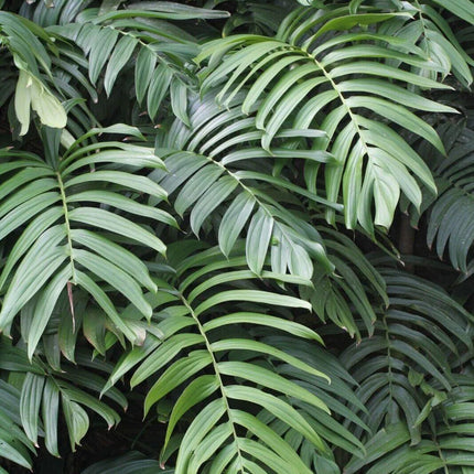 20 Creeping Philodendron | Rhaphidophora Decursiva Seeds - Seed World