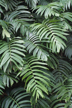 20 Creeping Philodendron | Rhaphidophora Decursiva Seeds - Seed World