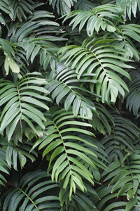 20 Creeping Philodendron | Rhaphidophora Decursiva Seeds - Seed World
