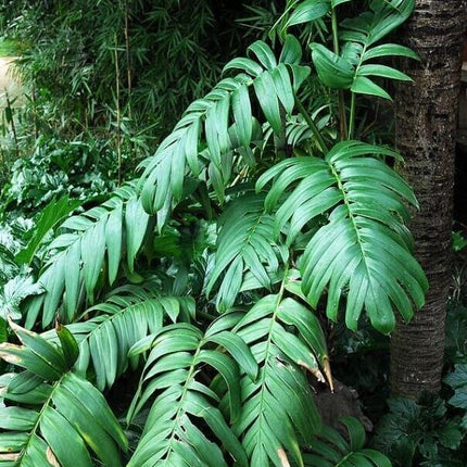 20 Creeping Philodendron | Rhaphidophora Decursiva Seeds - Seed World
