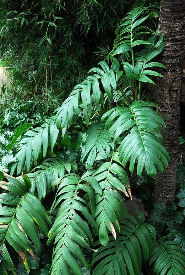20 Creeping Philodendron | Rhaphidophora Decursiva Seeds - Seed World