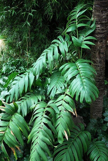 20 Creeping Philodendron