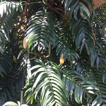 20 Creeping Philodendron | Rhaphidophora Decursiva Seeds - Seed World