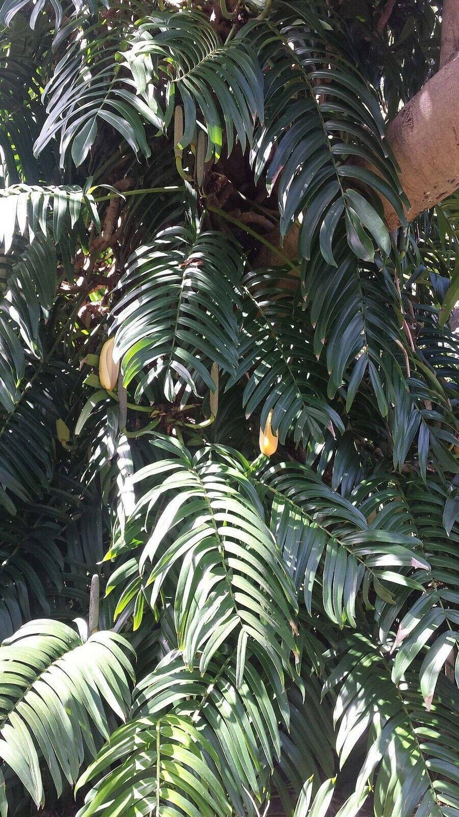 20 Creeping Philodendron | Rhaphidophora Decursiva Seeds - Seed World