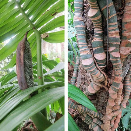 20 Creeping Philodendron | Rhaphidophora Decursiva Seeds - Seed World