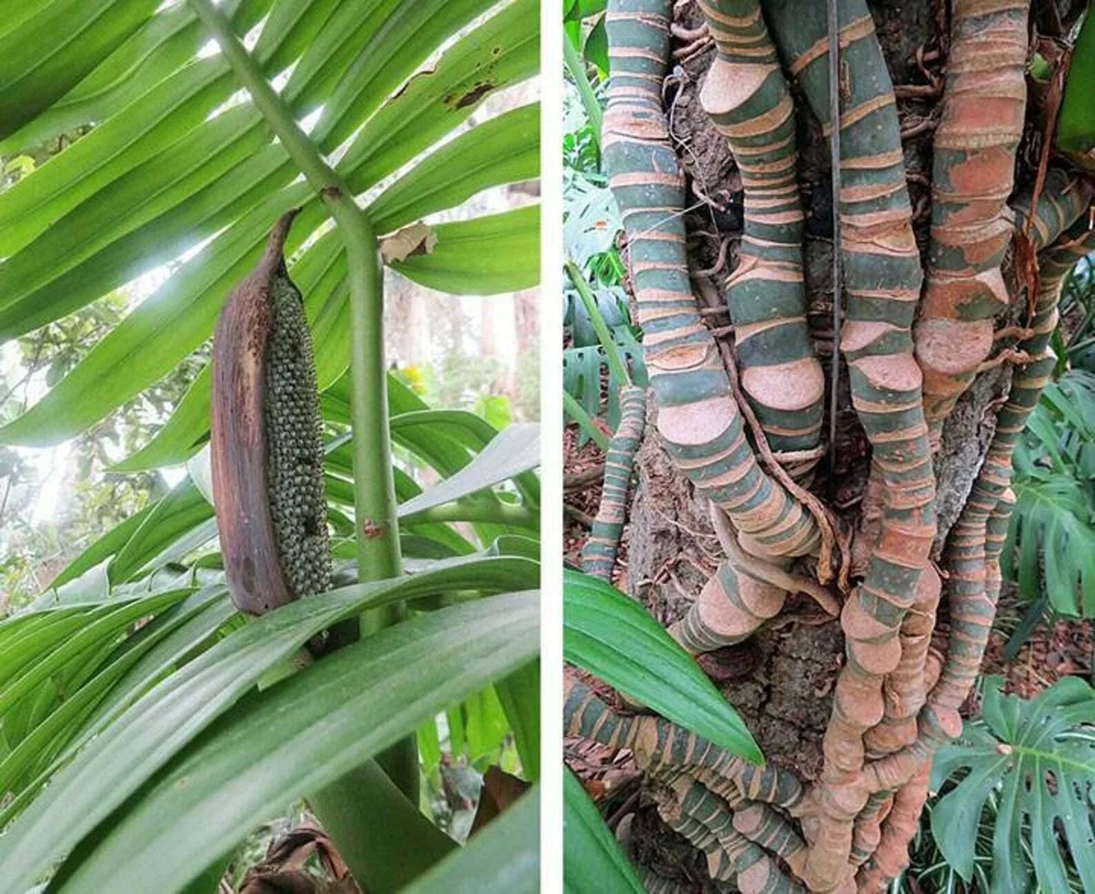 20 Creeping Philodendron | Rhaphidophora Decursiva Seeds - Seed World