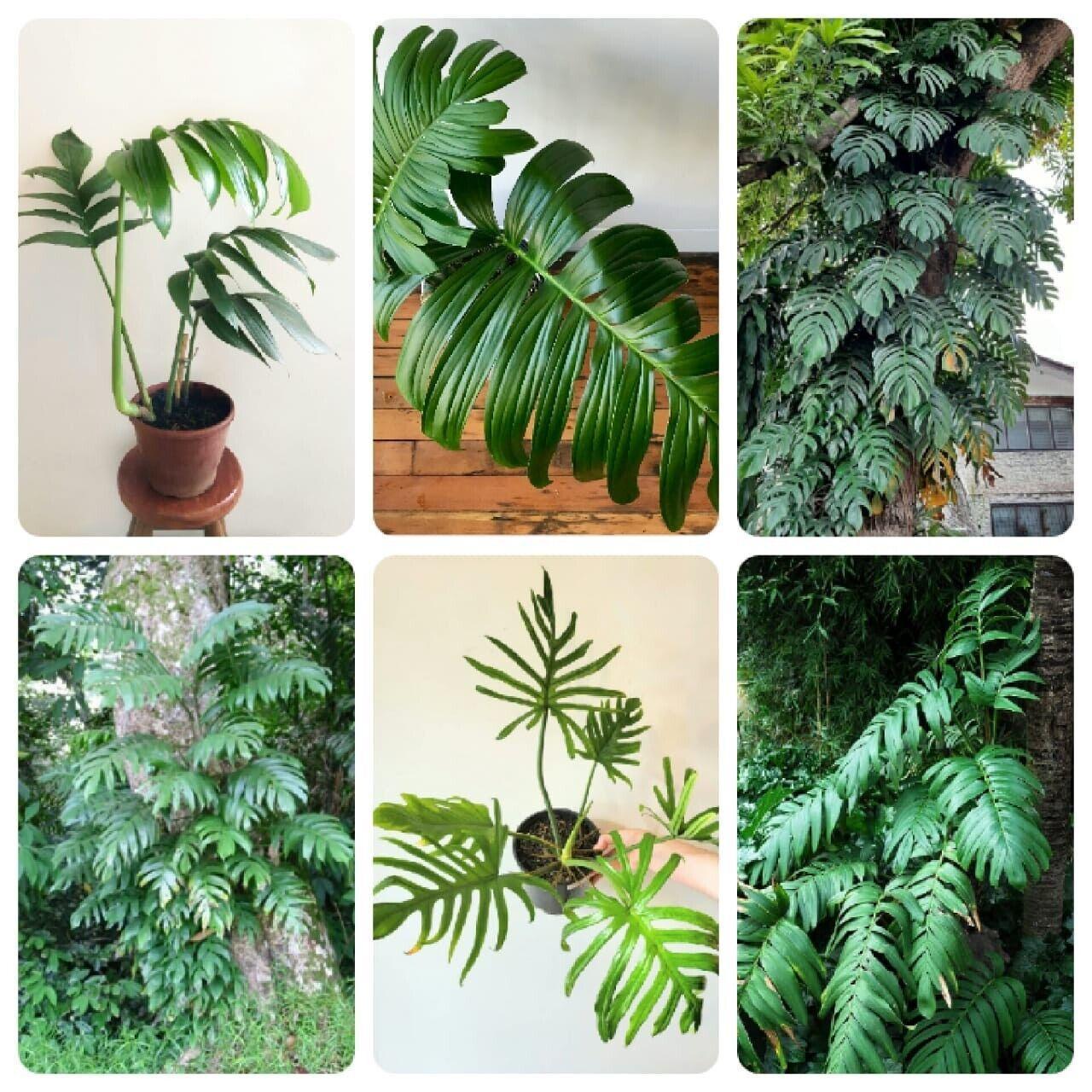 20 Creeping Philodendron | Rhaphidophora Decursiva Seeds - Seed World