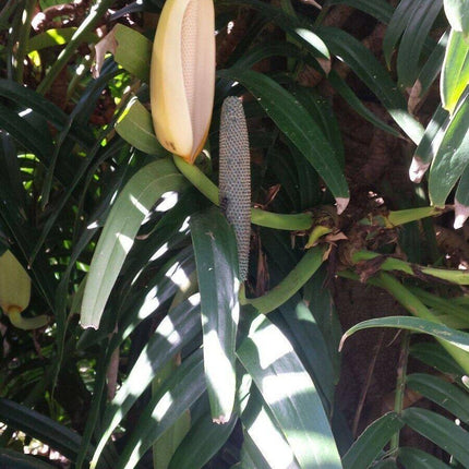 20 Creeping Philodendron | Rhaphidophora Decursiva Seeds - Seed World