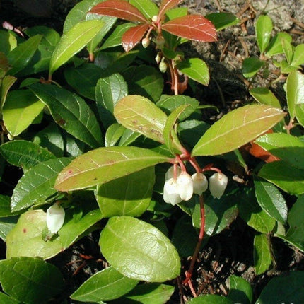 20 Creeping Wintergreen Seeds - Seed World