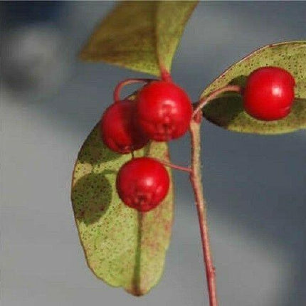 20 Creeping Wintergreen Seeds - Seed World