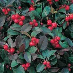 20 Creeping Wintergreen Seeds - Seed World