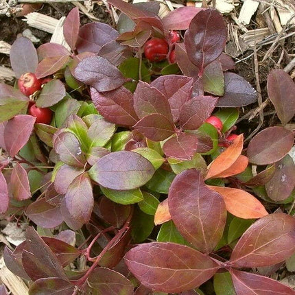 20 Creeping Wintergreen Seeds - Seed World