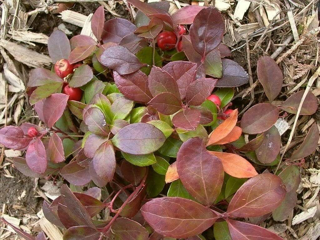 20 Creeping Wintergreen Seeds - Seed World