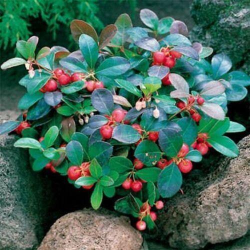 20 Creeping Wintergreen Seeds - Seed World
