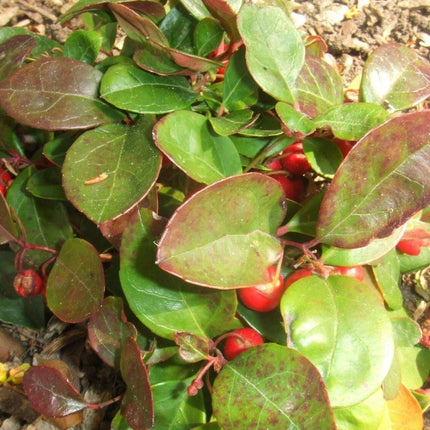 20 Creeping Wintergreen Seeds - Seed World
