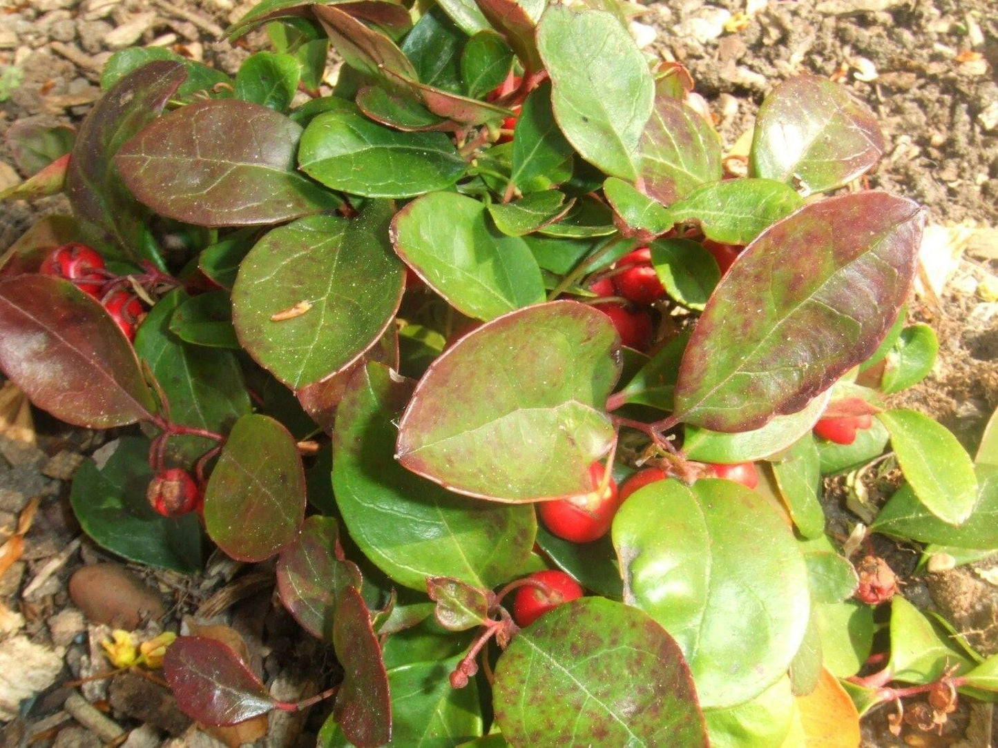 20 Creeping Wintergreen Seeds - Seed World