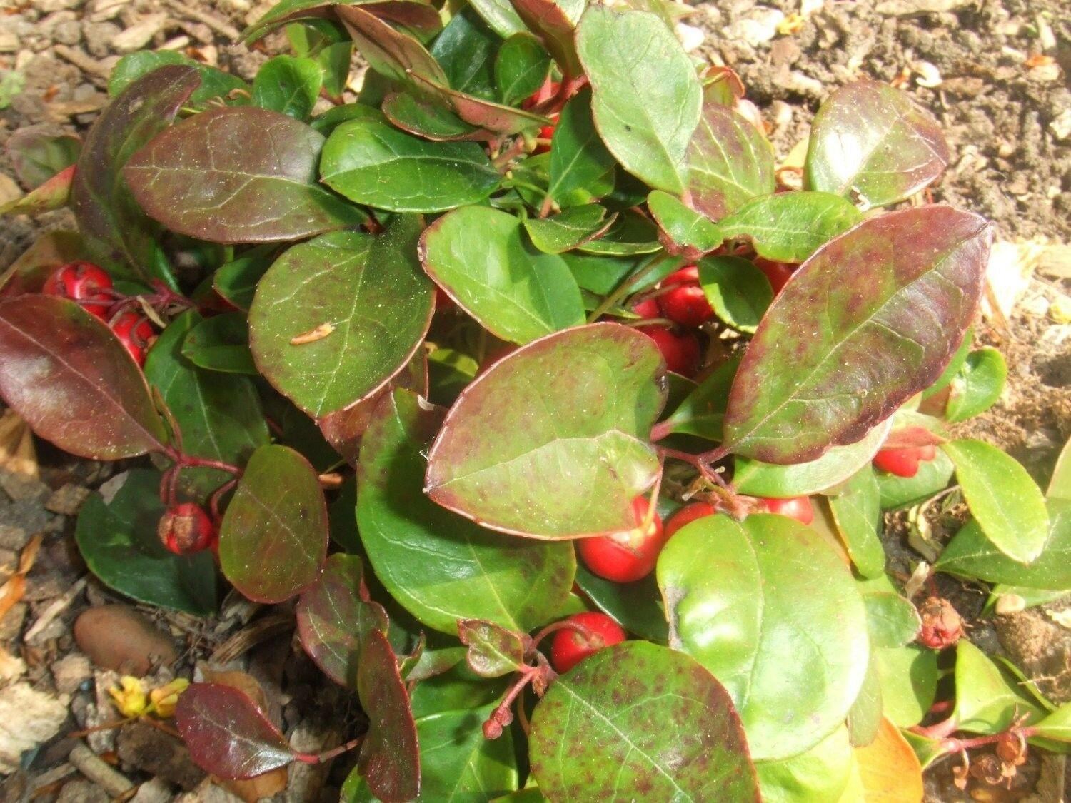 20 Creeping Wintergreen Seeds - Seed World