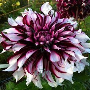 20 Dahlia Seeds - Seed World