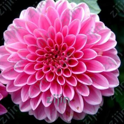 20 Dahlia Seeds - Seed World