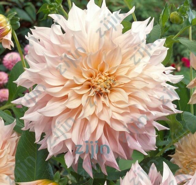 20 Dahlia Seeds - Seed World