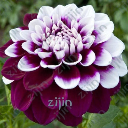 20 Dahlia Seeds - Seed World