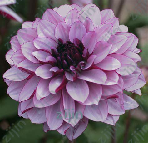 20 Dahlia Seeds - Seed World