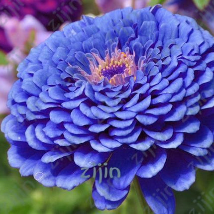 20 Dahlia Seeds - Seed World