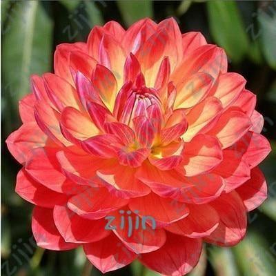 20 Dahlia Seeds - Seed World