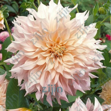20 Dahlia Seeds - Seed World