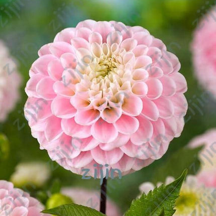 20 Dahlia Seeds - Seed World