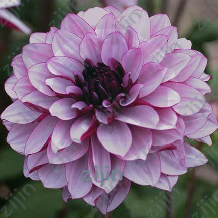 20 Dahlia Seeds - Seed World
