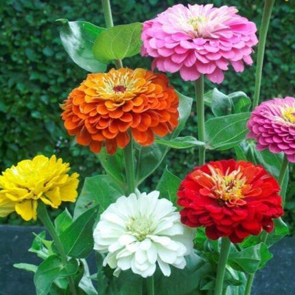 20 Dahlia Seeds - Seed World