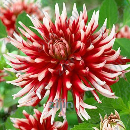 20 Dahlia Seeds - Seed World