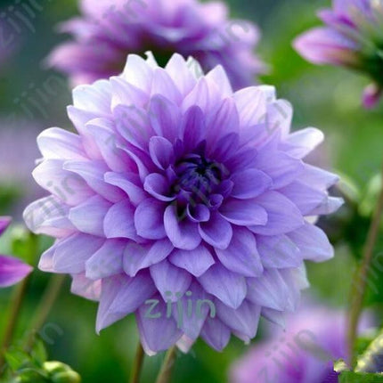 20 Dahlia Seeds - Seed World