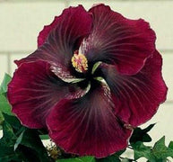 20 Dark Red Black Hibiscus Seeds - Seed World