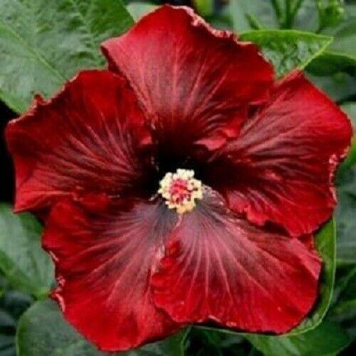 20 Dark Red Black Hibiscus Seeds - Seed World