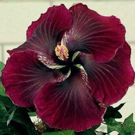 20 Dark Red Black Hibiscus Seeds - Seed World